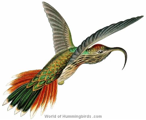 Hummingbird Garden Catalog: Buff-Tailed Sicklebill